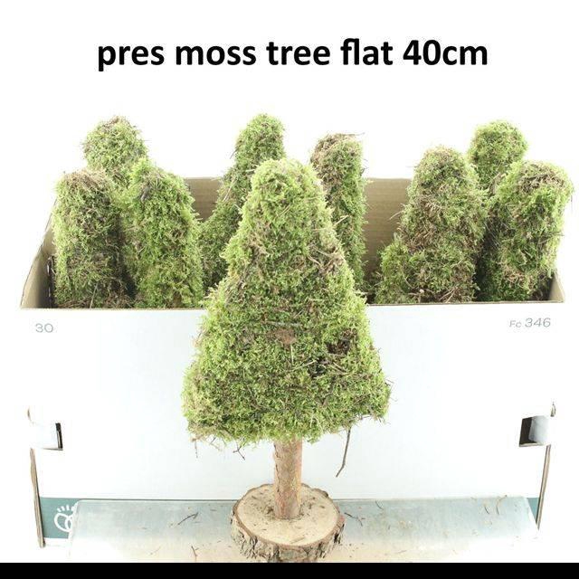 <h4>PRES MOSS TREE FLAT 40CM</h4>