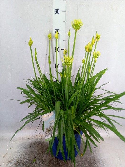 <h4>Agapanthus  'Amourette Superb Whit'</h4>