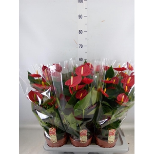 Anthurium andr. 'Tremendo'