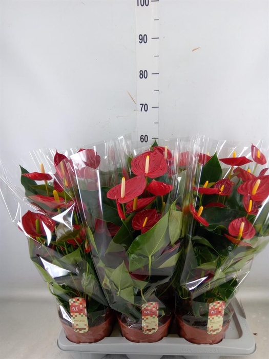 <h4>Anthurium andr. 'Tremendo'</h4>