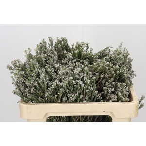 Kaaps Groen Rock Phylica