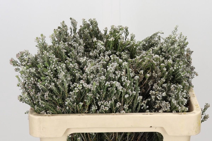 <h4>Kaaps Groen Rock Phylica</h4>