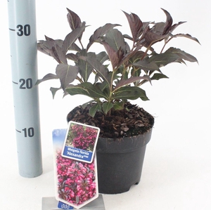 Weigela florida 'Alexandra' PBR (Wine & Roses)