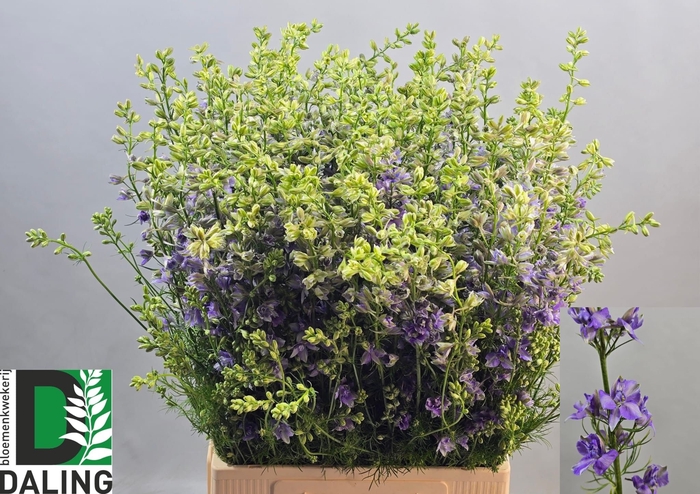 <h4>CONS R Q VIOLE LILAC</h4>