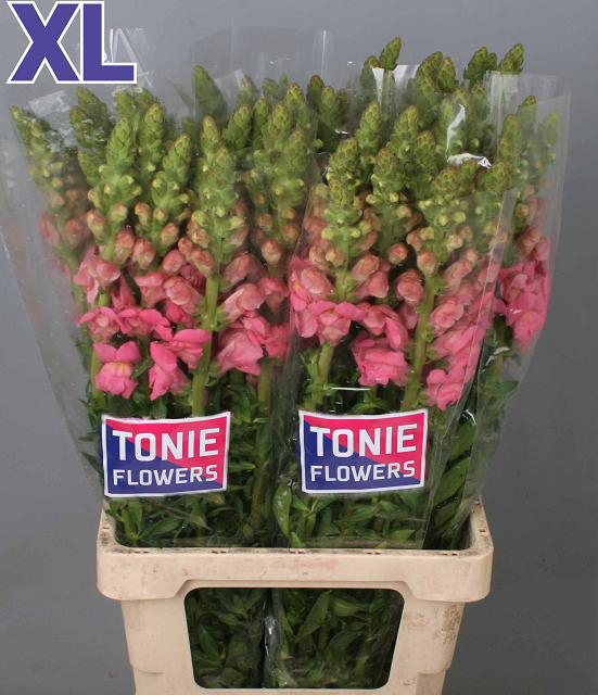 ANTIR MARY TRUE PINK
