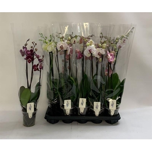 PHAL GEM