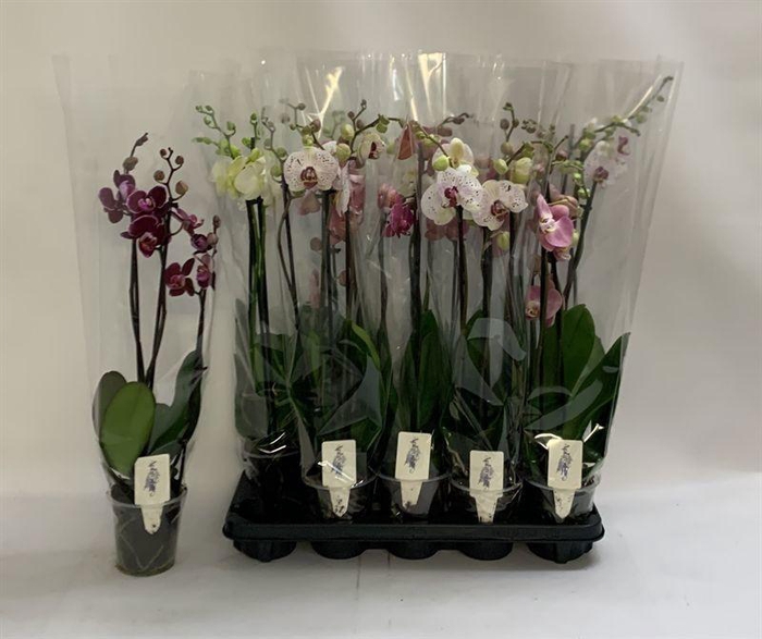 <h4>PHAL GEM</h4>