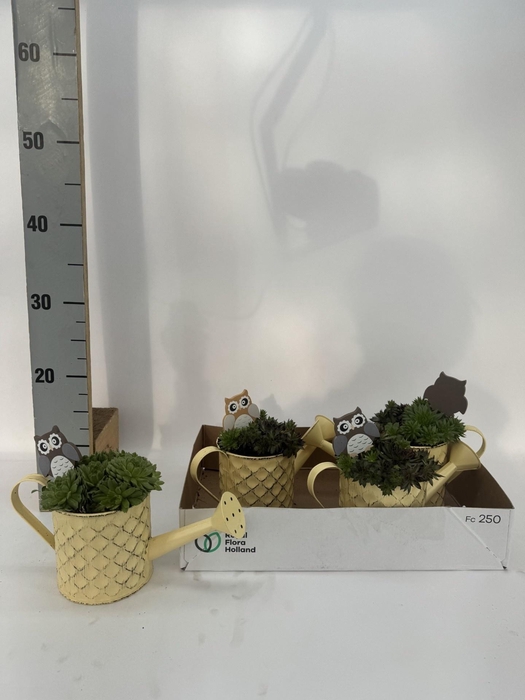 <h4>ARR TUINPLANTEN</h4>