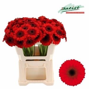 GERBERA MI 'NIRVANA'