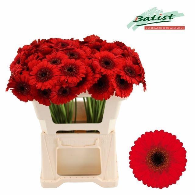<h4>GERBERA MI 'NIRVANA'</h4>