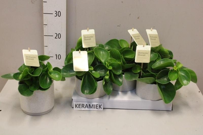 <h4>PEP OBT GREEN GOLD</h4>