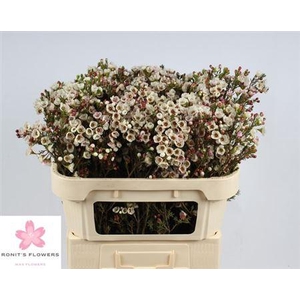 Chame Moonl Delight 70cm