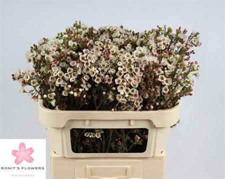 <h4>Chame Moonl Delight 70cm</h4>