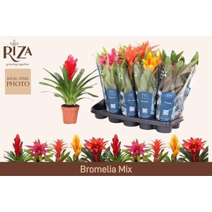 BROMELIA GEM 6 SRT