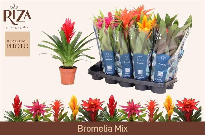 <h4>BROMELIA GEM 6 SRT</h4>