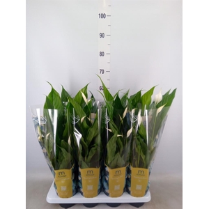 Spathiphyllum  'Sweet Benito'