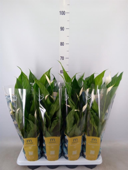 <h4>Spathiphyllum  'Sweet Benito'</h4>