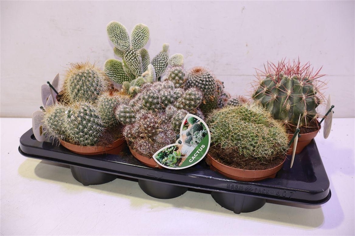 <h4>arr8 Cactus Gem</h4>