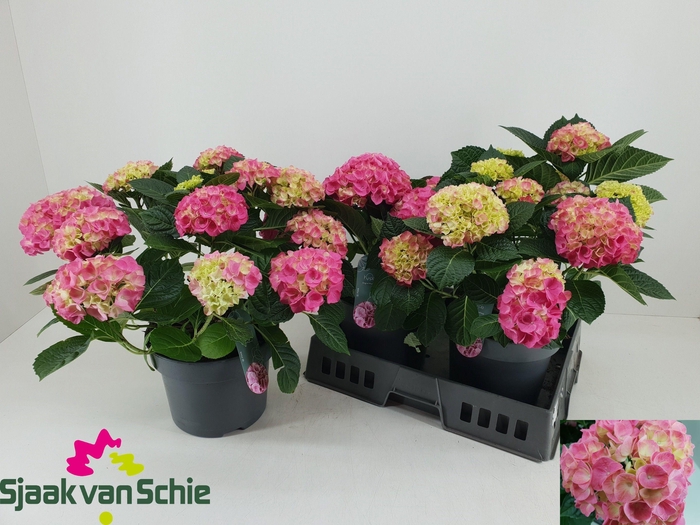 <h4>HYDR M HI MEADOW</h4>