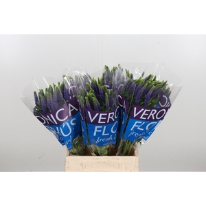Veron Smart Diana