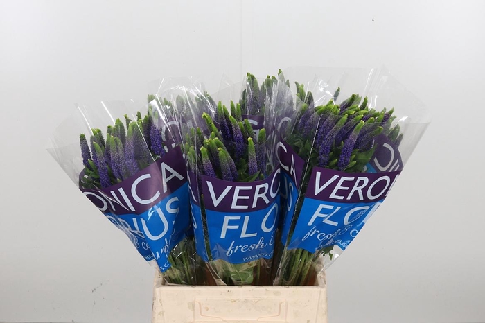 <h4>Veron Smart Diana</h4>