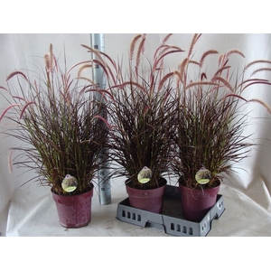 Pennisetum advena 'Rubrum'