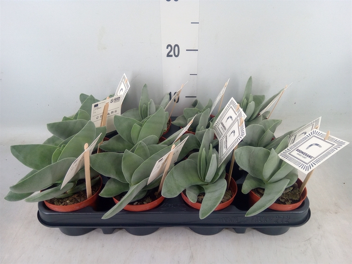 <h4>Crassula  'Boomerang'</h4>
