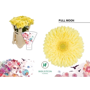 Gerbera Full Moon