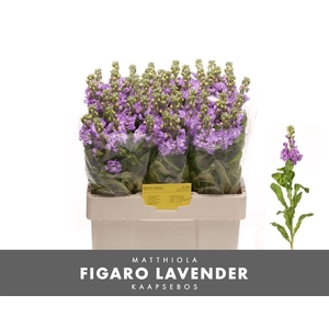 MATTH FIGARO LAVENDE