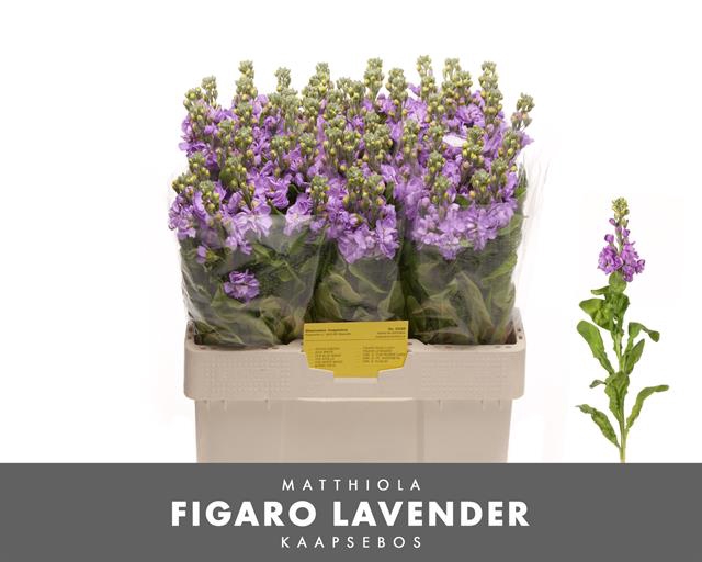 <h4>MATTH FIGARO LAVENDE</h4>