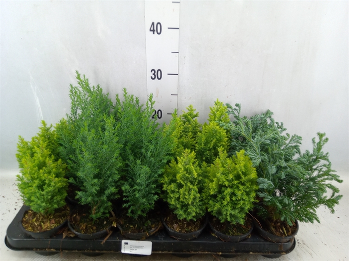 Conifers   ...mix