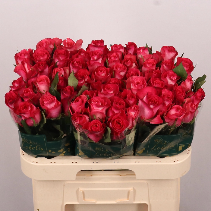 <h4>R GR NICOLETTA</h4>