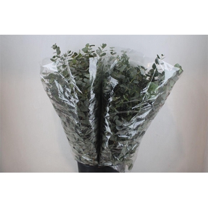 Euca Cinerea 200gr P Bunch
