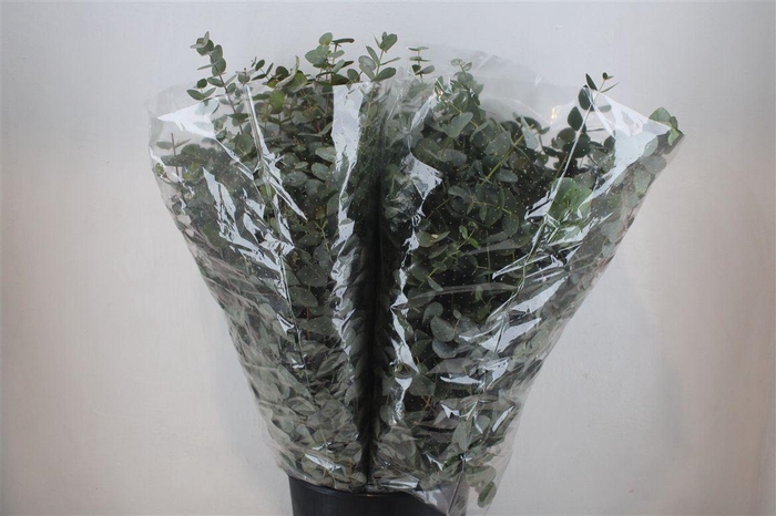 <h4>Euca Cinerea 200gr P Bunch</h4>