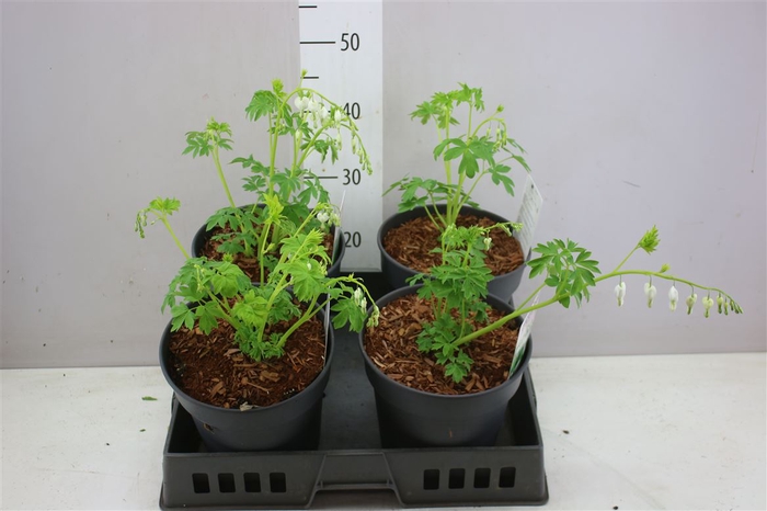 <h4>Dicentra Spect Alba White</h4>