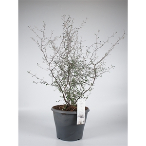 Corokia Cotoneaster P23