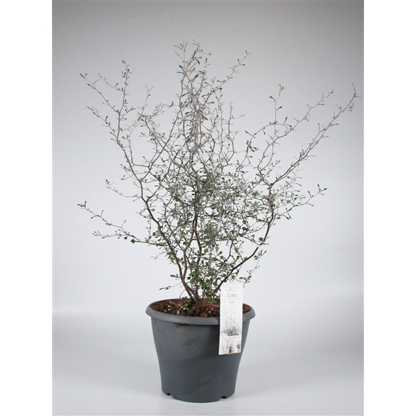 <h4>Corokia Cotoneaster P23</h4>