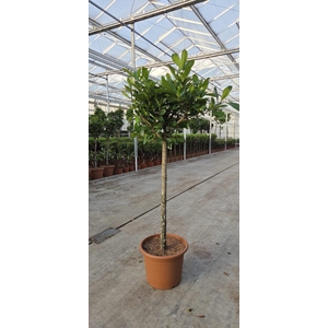 Ficus Cyathistipula