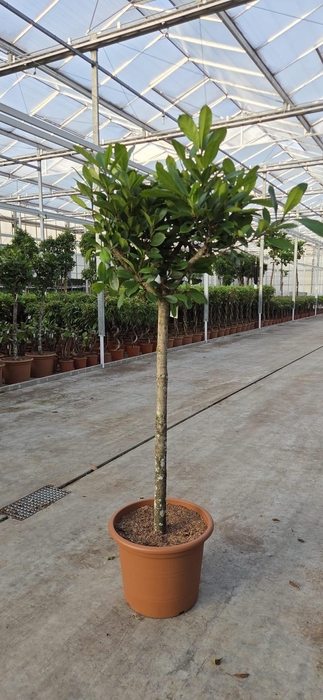 <h4>Ficus Cyathistipula</h4>