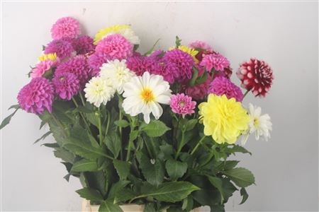 <h4>Dahl Mixed In Bunch</h4>