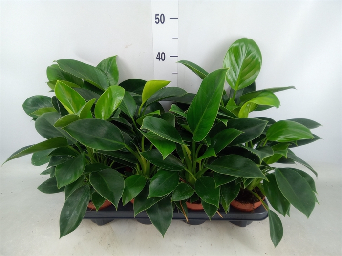 <h4>Philodendron  'Green Princess'</h4>