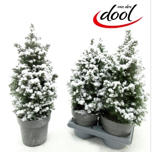 Chamaecyparis thy. Top Point 15Ø 45cm