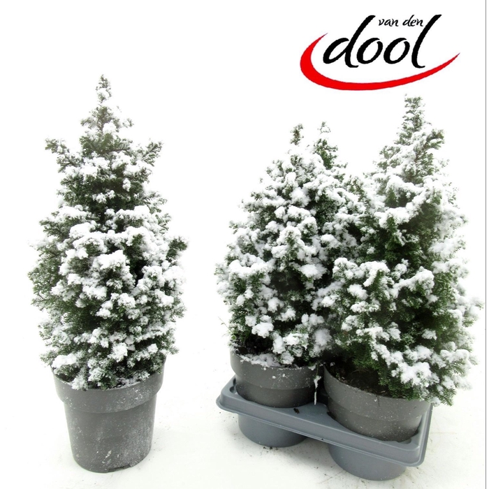 <h4>Chamaecyparis thy. Top Point 15Ø 45cm</h4>