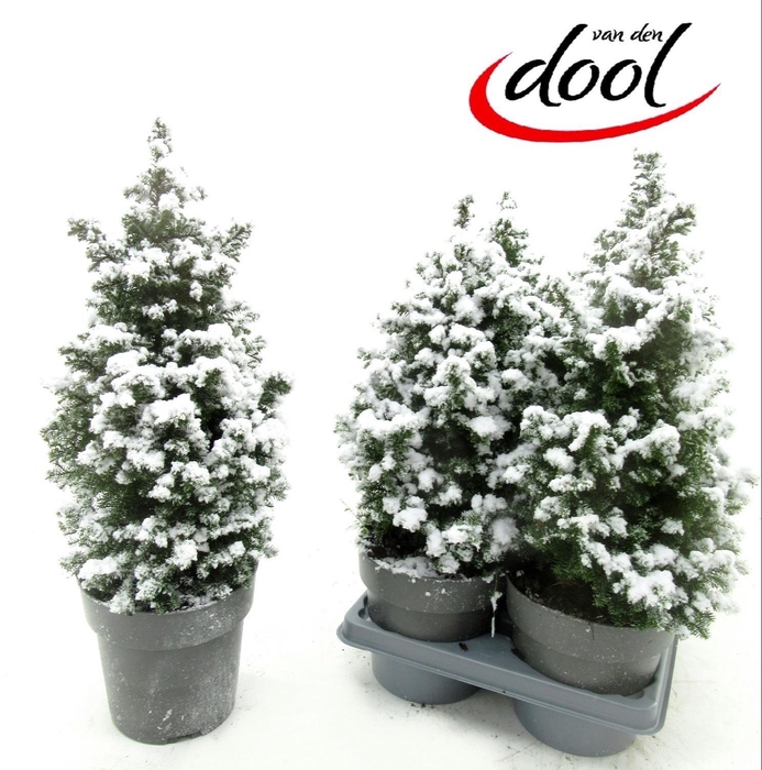 Chamaecyparis thy. Top Point 15Ø 45cm