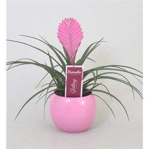 Tillandsia cyanea 'Anita' in roze bolpot