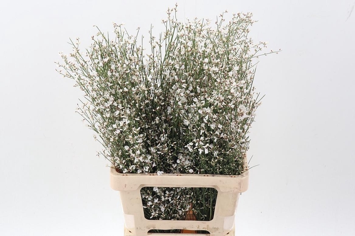 <h4>Gen Ov Wit Bs</h4>