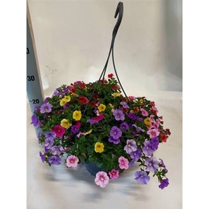 Calibrachoa Triobells Pastel gemengd in pot
