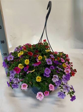<h4>Calibrachoa Triobells Pastel gemengd in pot</h4>