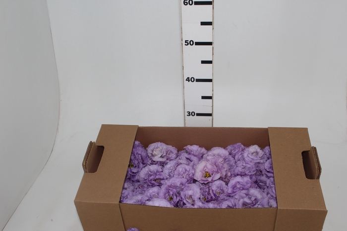 <h4>BUQUE LISIANTHUS CORELLI LAVENDER</h4>