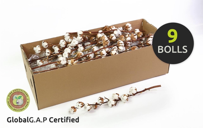 <h4>Cotton Gossypium Premium</h4>